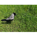 Holder pigeon/crow 5 pack