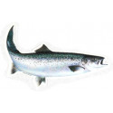 Car decal Seatrout 18 cm