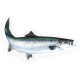 Decal Seatrout 18 cm