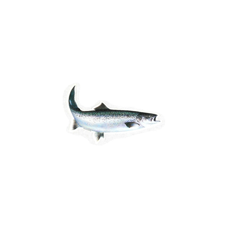 Decal Seatrout 18 cm